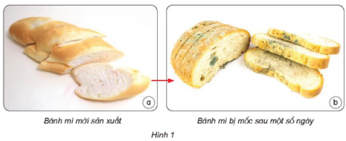 Giải siêu nhanh Khoa học 4 kết nối Bài 21: Nấm gây hỏng và thực phẩm nấm độc