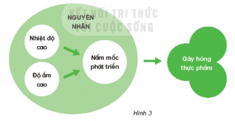 Giải siêu nhanh Khoa học 4 kết nối Bài 21: Nấm gây hỏng và thực phẩm nấm độc