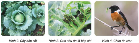 Giải siêu nhanh Khoa học 4 kết nối Bài 29: Chuỗi thức ăn trong tự nhiên