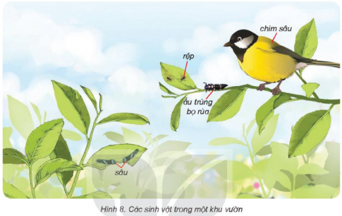 Giải siêu nhanh Khoa học 4 kết nối Bài 29: Chuỗi thức ăn trong tự nhiên