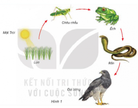 Giải siêu nhanh Khoa học 4 kết nối Bài 30: Vai trò của thực vật trong chuỗi thức ăn