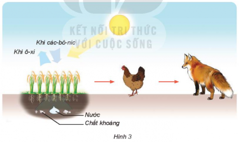 Giải siêu nhanh Khoa học 4 kết nối Bài 30: Vai trò của thực vật trong chuỗi thức ăn