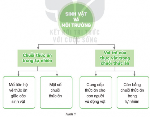 Giải siêu nhanh Khoa học 4 kết nối Bài 31: Ôn tập chủ đề sinh vật và môi trường