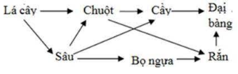 Lấy ví dụ về lưới thức ăn trong tự nhiên.