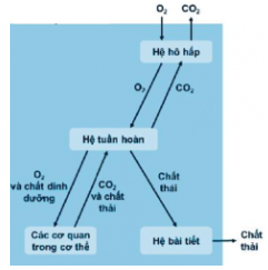 Vẽ sơ đồ thể hiện mối quan hệ giữa hệ tuần hoàn, hệ hô hấp và hệ bài tiết