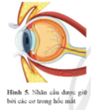 Các cơ vận động nhãn cầu tạo ra chuyển động của nhãn cầu và chuyển động đồng bộ của mi mắt (Hình 5). Các cơ giữ nhãn cầu này co giãn và có thể coi gần đúng như những lò xo có độ cứng tương đương là k. Các nghiên cứu y khoa cho thấy, nếu đầu người bị rung lắc với tần số 29 Hz thì thị lực sẽ bị mờ di do tần số rung lắc này cộng hưởng với tần số dao động riêng của nhãn cầu. Nếu khối lượng trung bình của một nhãn cầu người bình thường là 7,5 g thì độ cứng tương đương của hệ thống cơ giữ nhãn cầu là bao nhiêu