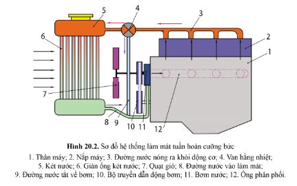  Quan sát hình 20.2, chỉ ra các bộ phận chính và nguyên lí làm việc của hệ thống làm mát tuần hoàn cưỡng bức.