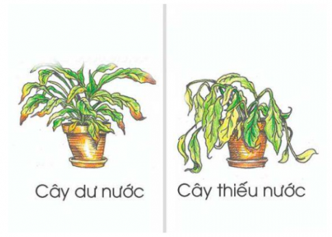 Dựa vào hình ảnh sau, em hãy cho biết cách nhận biết khi cây trồng bị thiếu nước hoặc thừa nước?