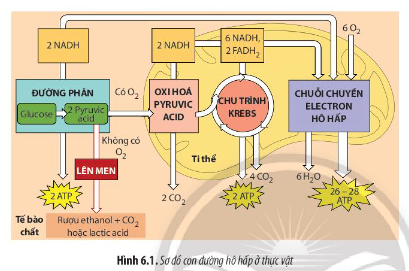 Quan sát Hình 6.1, cho biết quá trình hô hấp ở thực vật có thể diễn ra theo các con đường nào.