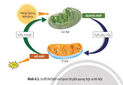 Quan sát Hình 6.3, hãy phân tích mối quan hệ giữa quang hợp và hô hấp ở thực vật