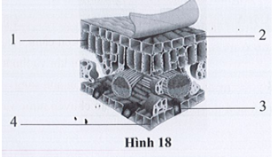 Ghi tên các bộ phận tương ứng với các chú thích từ 1 đến 4 trong hình 18 và nêu chức năng của mỗi bộ phận đó.