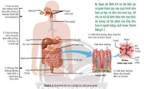 Quan sát Hình 8.4 và cho biết các cơ quan tham gia vào quá trình tiêu hóa cơ học và tiêu hóa hóa học