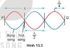 Hãy xác định số nút và số bụng của sóng dừng trên sợi dây Hình 13.3.