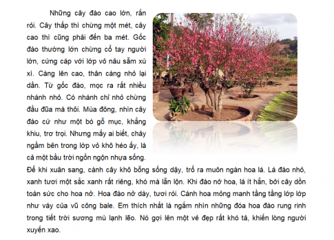 Em hãy chèn một ảnh trong máy tính vào một văn bản và tạo khung viền cho ảnh theo một kiểu tự chọn