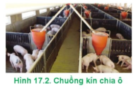 Hãy mô tả kiểu chuồng nuôi lợn thịt ở Hình 17.2