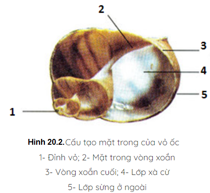 Giải sinh 7 bài 20: Thực hành Quan sát một số thân mềm