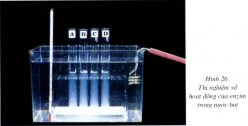 Giải sinh 8 bài 26: Thực hành Tìm hiểu hoạt động của enzim trong nước bọt