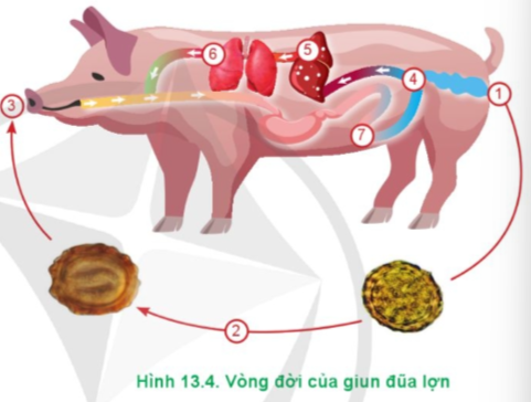 Quan sát hình 13.4 và mô tả vòng đời của giun đũa lợn