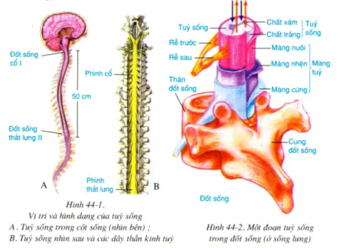 Giải sinh 8 bài 44: Thực hành Tìm hiểu chức năng (liên quan đến cấu tạo) của tủy sống