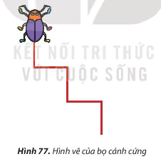 Tạo chương trình mới cho nhân vật bọ cánh cứng vừa di chuyển vừa vẽ đường như Hình 77 dưới đây