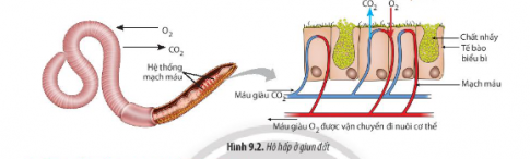 Quan sát Hình 9.2, hãy trình bày hình thức trao đổi khí ở giun đất