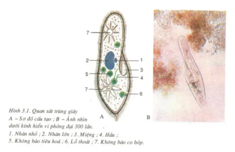 Giải sinh 7 bài 3: Thực hành Quan sát một số động vật nguyên sinh