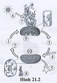 Chú thích các số từ 1 đến 10 trong hình 21.2 về mối quan hệ giữa quang hợp và hô hấp.