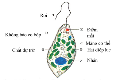 Giải sinh 7 bài 3: Thực hành Quan sát một số động vật nguyên sinh