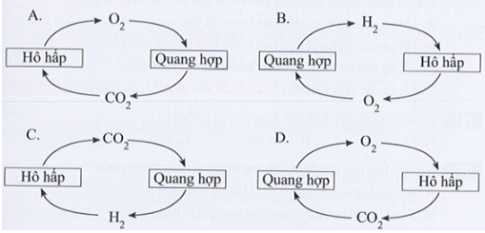 Sơ đồ nào sau đây là đúng với quá trình trao đổi khí?