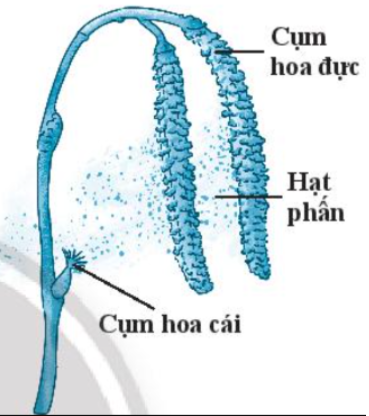 Trắc nghiệm KHTN 7 cánh diều bài 34 Các yếu tố ảnh hưởng đến sinh sản và điều khiển sinh sản ở sinh vật