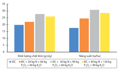 Quan sát hình 1.3, cho biết khi tăng hàm lượng phân bón có làm tăng sinh trưởng và năng suất cây lạc không? Bón phân đúng hàm lượng là gì?