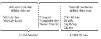 Bài tập dạng từ tế bào đến cơ thể