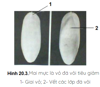 Giải sinh 7 bài 20: Thực hành Quan sát một số thân mềm