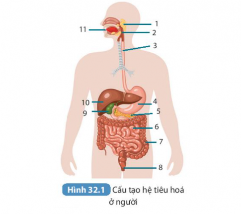 Câu 1. Nêu tên các cơ quan của hệ tiêu hóa tương ứng với những vị trí được đánh số trong hình 32.1