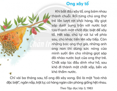  Ong xây tổ