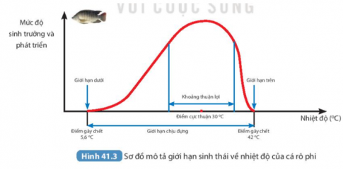  Quan sát hình 41.3 và trả lời câu hỏi sau  Cá rô phi tồn tại được trong khoảng nhiệt độ nào? Sinh trưởng và phát triển tốt nhất ở nhiệt độ nào?