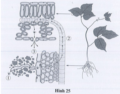 Quan sát hình 25, trả lời các câu hỏi 25.11 và 25.12.