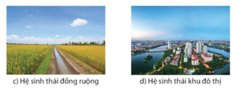 Câu 6: Hãy trình bày về hệ sinh thái nhân tạo.