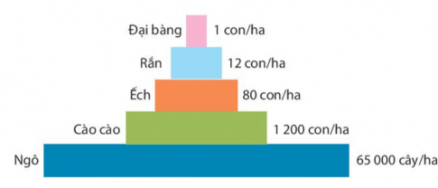 Câu 1: Hãy vẽ một tháp sinh thái số lượng cho dữ diệu số lượng sinh vật có trong hệ sinh thái nông nghiệp trong bảng dưới đây Sinh vật	Số lượng / ha Đại bàng	1 con Rắn	12 con Ếch	80 con Cào cào	1200 con Ngô	65000 cây