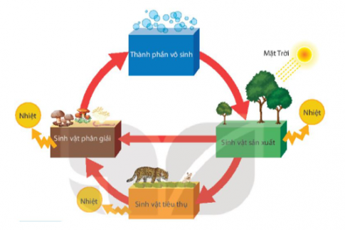 Câu 5: Hãy vẽ sơ đồ và giải thích vòng tuần hoàn các chất và dòng năng lượng trong hệ sinh thái. 