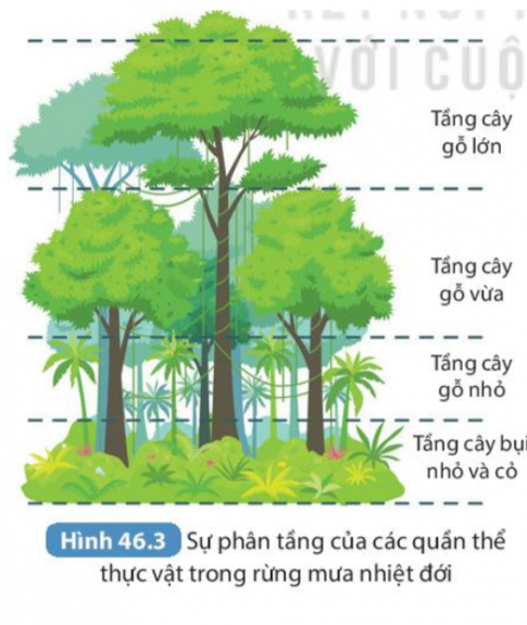 Câu 2: Hãy phân tích sự phân tầng các quần thể thực vật trong rừng mưa nhiệt đới.