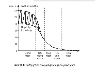 Dựa vào Hình 10.8, hãy mô tả sự biến động của huyết áp và giải thích tại sao có sự biến động đó.