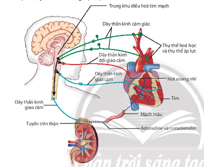 Quan sát Hình 10.11, hãy cho biết hoạt động tim mạch được điều hòa như thế nào?