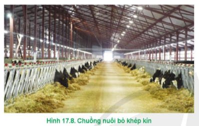 Hãy mô tả các yêu cầu của chuồng nuôi bò ở Hình 17.8