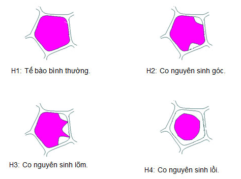 Giải sinh 10 bài 12: Thực hành Thí nghiệm co và phản co nguyên sinh