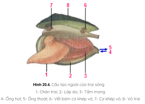 Giải sinh 7 bài 20: Thực hành Quan sát một số thân mềm