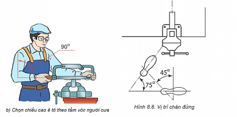  Các hình vẽ sau minh họa cách chọn chiều cao ê tô theo tầm vóc của người cưa và vị trí chân đứng. Dựa vào các hình vẽ và kiến thức đã học, em hãy nêu các kĩ thuật cưa.