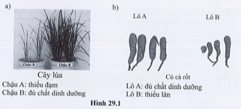 Quan sát hình 29.1, nêu vai trò của chất dinh dưỡng đối với từng loài cây. Từ đó rút ra vai trò của chất dinh dưỡng đối với sự sinh trưởng và phát triển của thực vật.