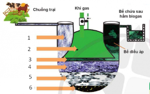 Trắc nghiệm Công nghệ chăn nuôi 11 cánh diều bài 23 Một số biện pháp xử lí chất thải chăn nuôi