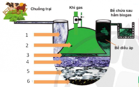 Trắc nghiệm Công nghệ chăn nuôi 11 cánh diều bài Ôn tập Chủ đề 6 Bảo vệ môi trường trong chăn nuôi